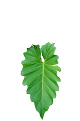 Philodendron Xanadu in white background