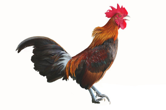 Bantam chicken is standing and crowing isolated on white background, Black with brown and orange color stripes of of the feathers on the rooster body, Thailand