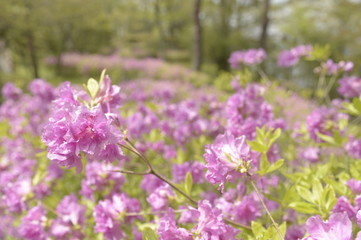 Obraz premium ツツジ