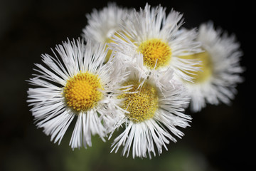 Fototapeta premium 花