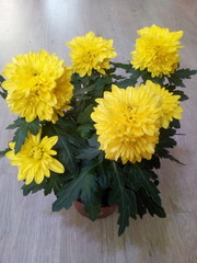 bouquet of yellow flowers
