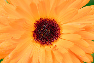 bright orange summer flower with lots of petals close-up