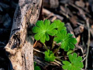 Green leaves