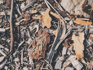 twigs and bark on the ground