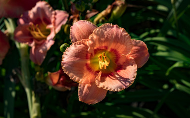 Beautiful flowers of lilies in the summer.