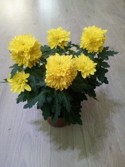bouquet of yellow flowers