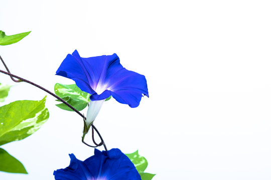 青いあさがお Images Browse 19 Stock Photos Vectors And Video Adobe Stock