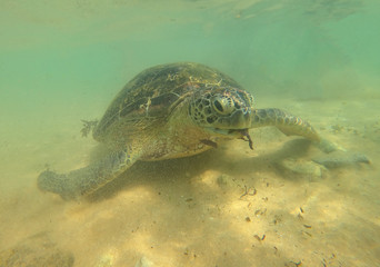 Sea olive turtle cose-up over sand bottom. Hikkaduva, Sri Lanka