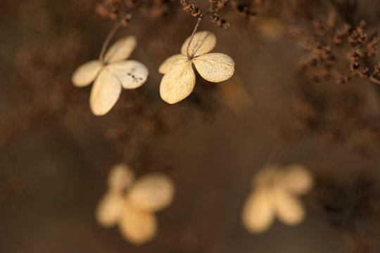 Вried flowers on brown background