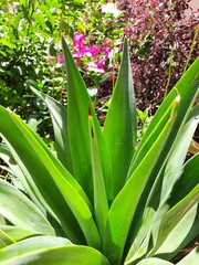 Obraz premium The beautiful green plant in the garden