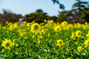 長崎鼻の菜の花