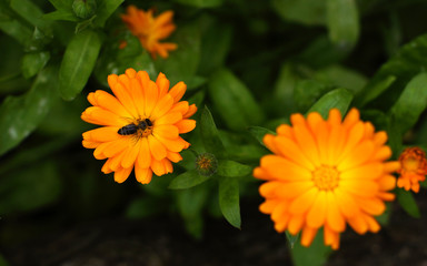 Beautiful flowers of marigold, calendula in summer.