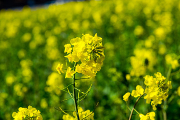 Fototapeta premium 長崎鼻の菜の花