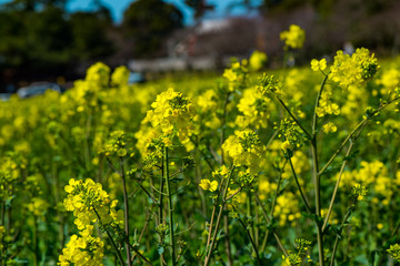 長崎鼻の菜の花