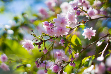 Beautiful pink cherry tree flowers in spring.