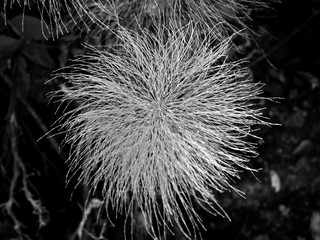 Horsetail asterisk in black and white.