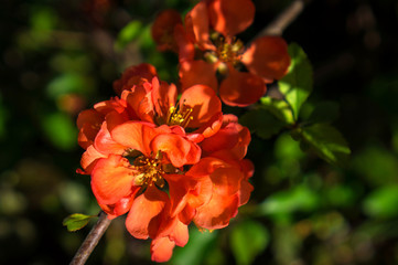 Beautiful numerous red spring quince flowers.