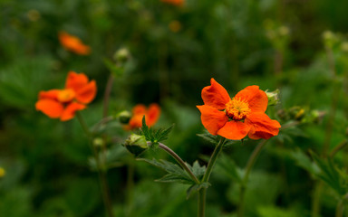 Fototapeta premium Beautiful flowers of the avens plant.