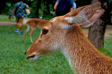 deer in the forest