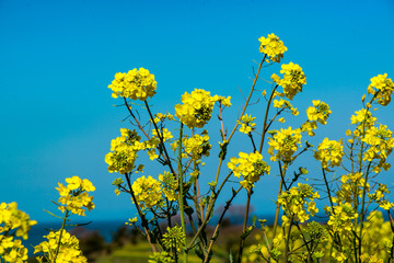 長崎鼻の菜の花