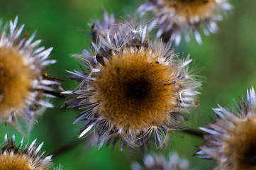 Pink flowers and sharp thorns of a thistle.