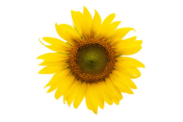Obraz premium Sunflower isolated on white background.