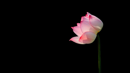 Pink Lotus flower (water lily) isolated on black background with Clipping Paths.
