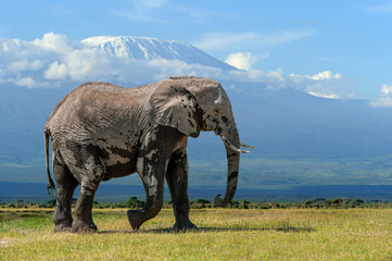 Fototapeta premium Elephant with a snow covered Mount Kilimanjaro in the background