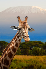 Giraffe in front of Kilimanjaro mountain, Amboseli national park Kenya