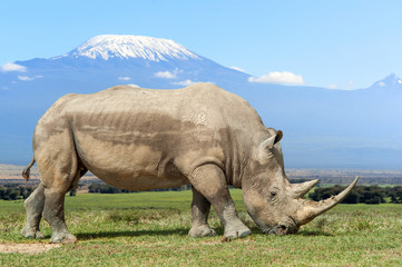 Rhino in front of Kilimanjaro mountain, Amboseli National Park of Kenya