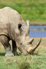 Obraz premium Rhino in the National park fo Kenya, Africa