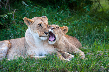 Two Lions in the grass of the National park of Kenya