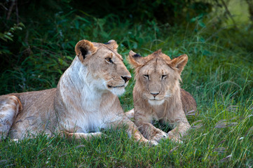 Fototapeta na wymiar Two Lions in the grass of the National park of Kenya