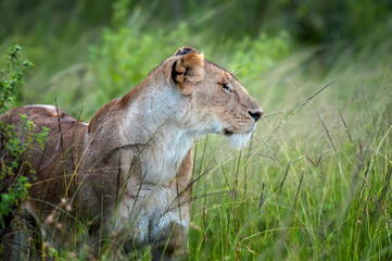 Portrait of a female lion in the grass of the National park of Kenya