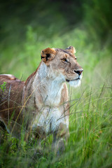 Portrait of a female lion in the grass of the National park of Kenya