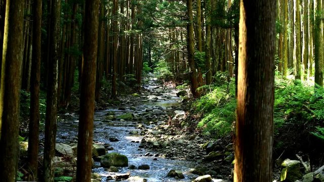 杉林の中を流れる清流