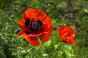 Beautiful red poppy flowers in summer.