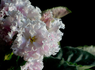 A variety of violet flowers close-up.