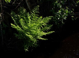 Fern plant in the summer forest.