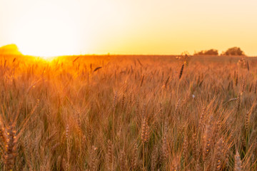 Wheatfield of gold color in sunset.Golden sunset over wheat field