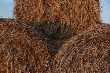 Three haystacks stacked on top of each other. They are lit by the sunset sun. Hay is covered with a small layer of snow.