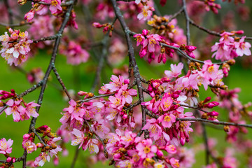 豊前のオカメ桜
