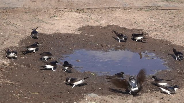 Mehlschwalben (Delichon urbicum) sammeln Nistmaterial an Pf&uuml;tze
