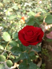 red rose in garden