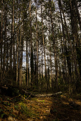 Obraz premium morning in the forest