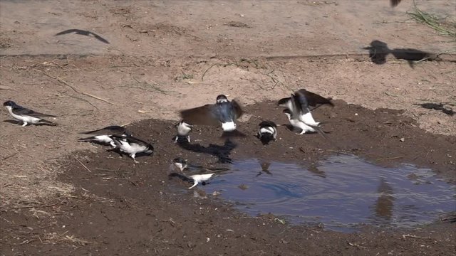 Mehlschwalben (Delichon urbicum) sammeln Nistmaterial an Pf&uuml;tze