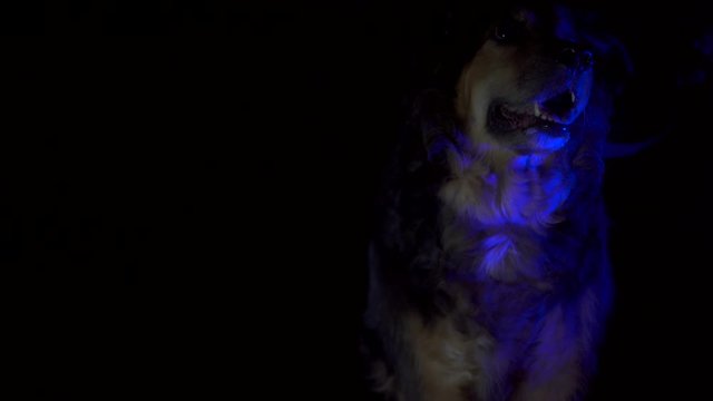 Portrait of a police dog, at night, lit by police red and blue flashing lights.
