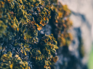 Tree lichen