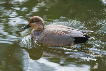 A closeup of a Gadwall swimming in the pond.    Vancouver  BC  Canada
