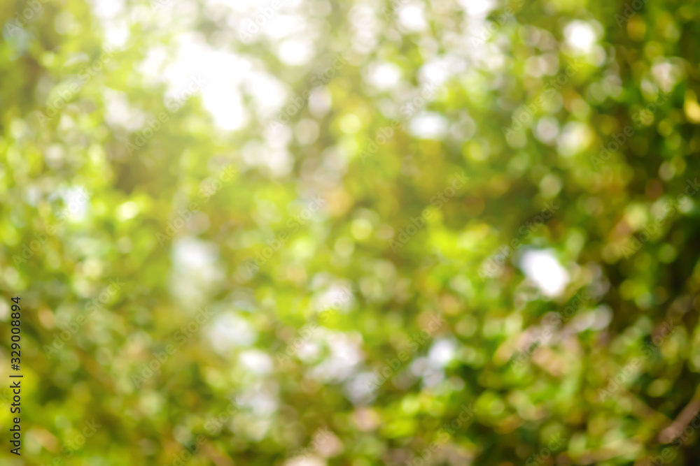 Canvas Prints beautiful blurred tree and bokeh tree nature for background